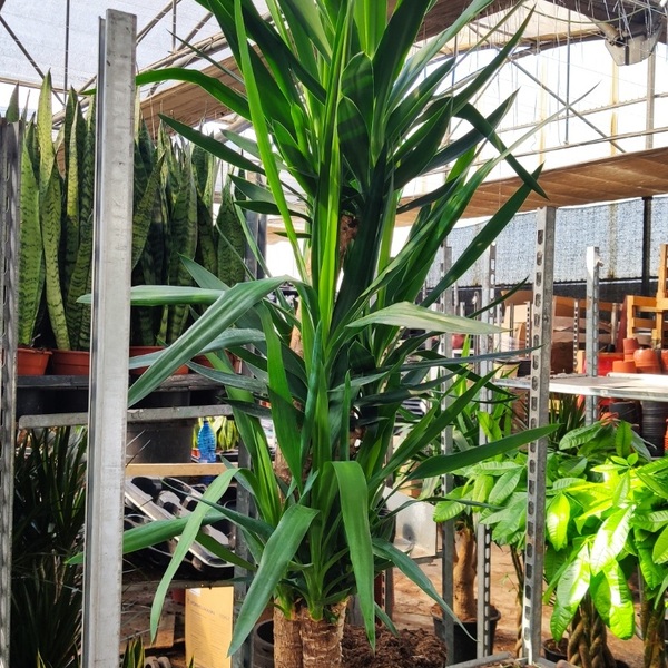 PL. YUCCA 3 PAL 175CM