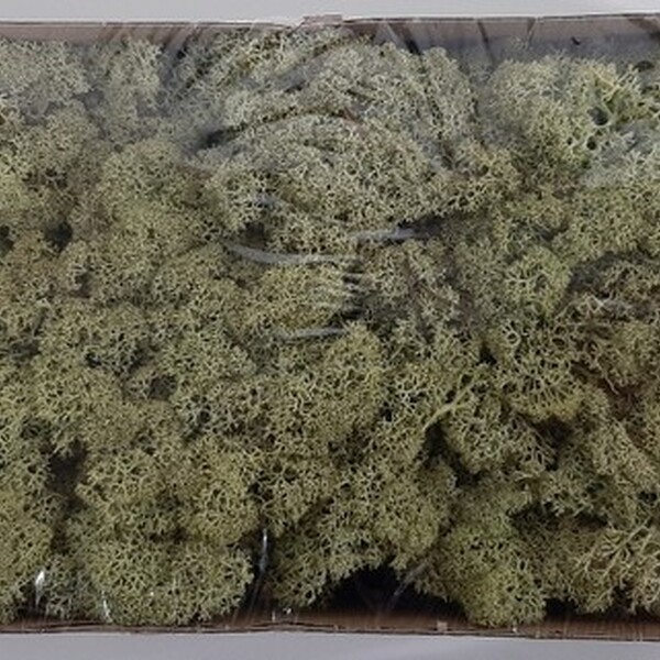 BOLSA MOLSA PRESERBADA BLANC 500 GRAMS 