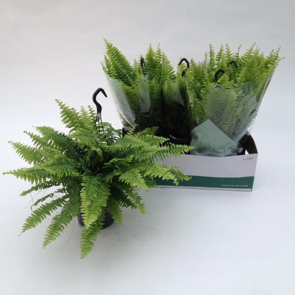 PLANTA NEPHROLEPIS T19CM