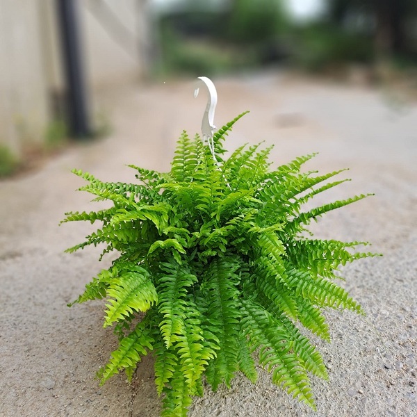 PLANTA NEPHROLEPIS T22CM
