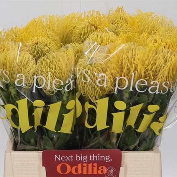 PROTEA NUTANS HIGHT GOLD 40CM