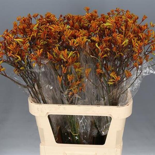 ANIGOZANTHOS BUSH SUNSET 80CM