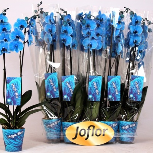 PL. PHALANOPSIS 70CM 2 TALLS BLAU