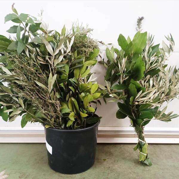 PAQUET PASCUA lleurer/olivera/romaní 