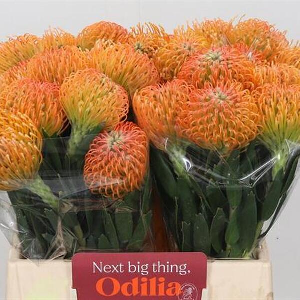 PROTEA NUTANS *AYOBA PEACH* 40CM