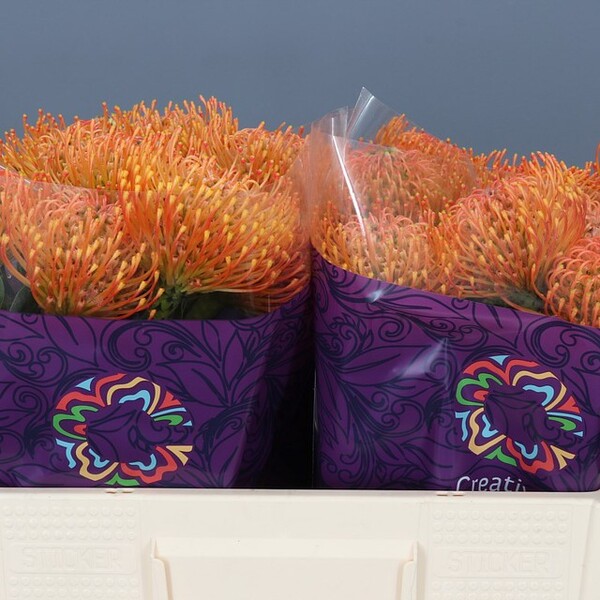 PROTEA NUTANS *AYOBA ORANGE* 40CM