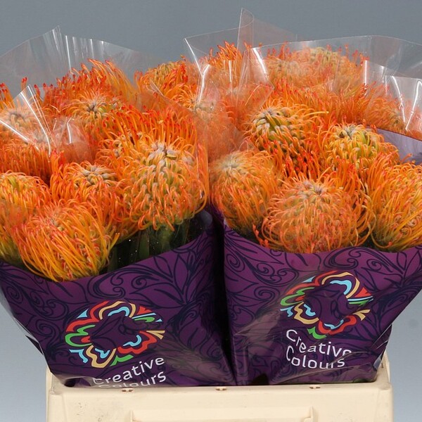 PROTEA NUTANS *AYOBA SUN* 40CM