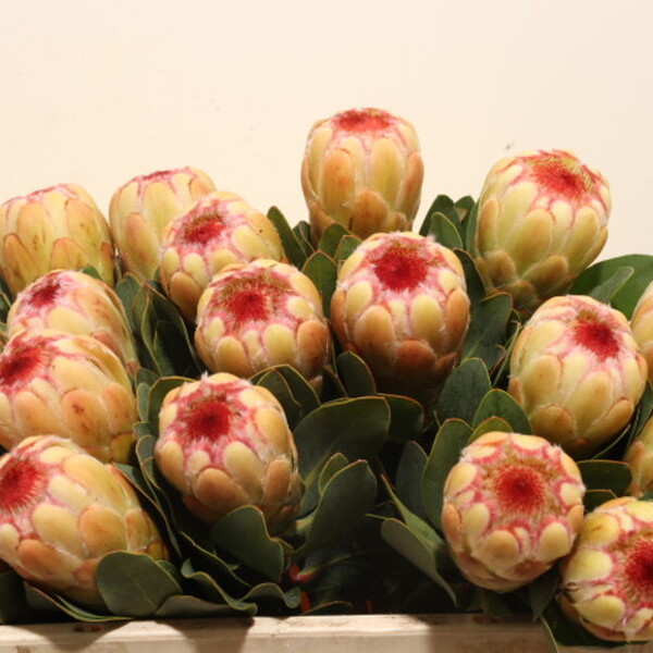 PROTEA GRANDICOLOR 40CM