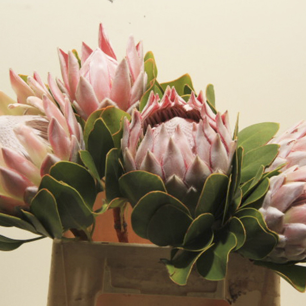 PROTEA KING CYNAROIDES 40CM