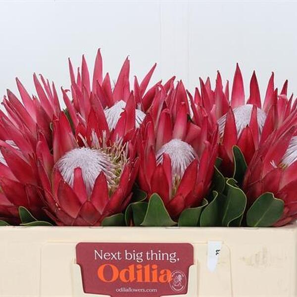 PROTEA KING MADIBA 40CM