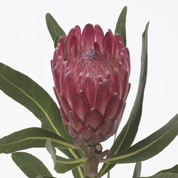 PROTEA *LANCELOT* 40CM