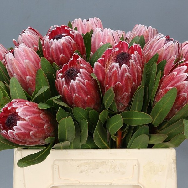 PROTEA PINK ICE 40CM