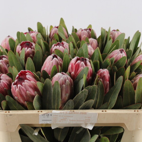 PROTEA PINK ICE 70CM