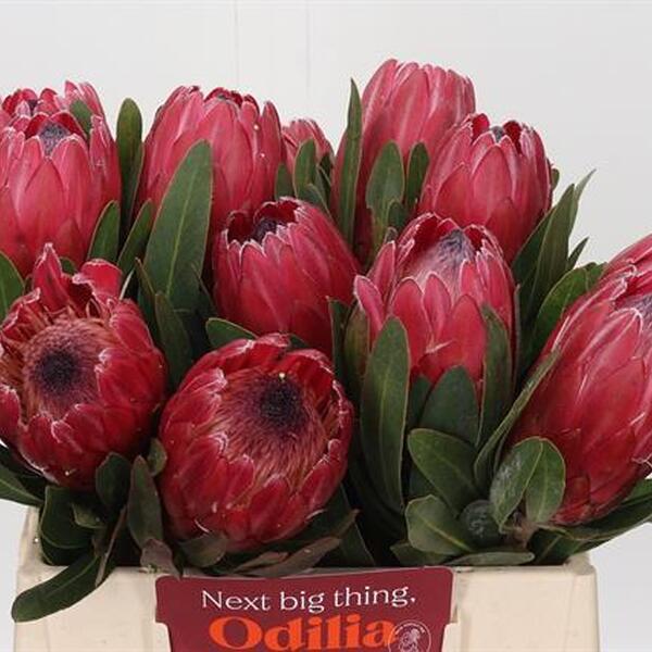 PROTEA RED ICE 40CM