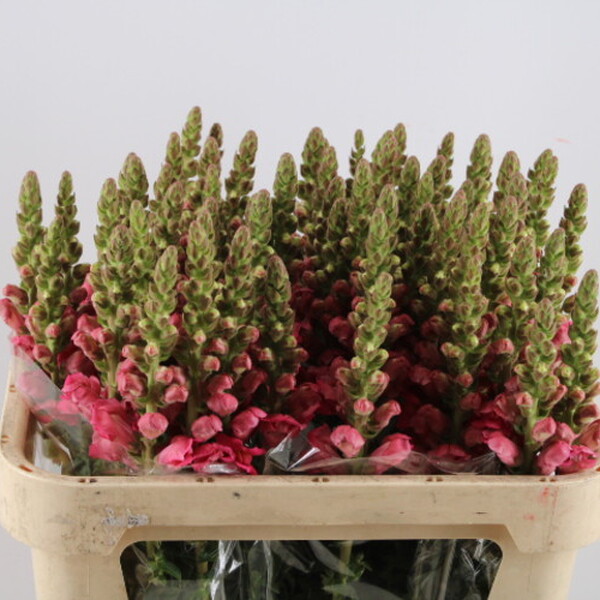 ANTIRRINO IMP. POTO ROSE