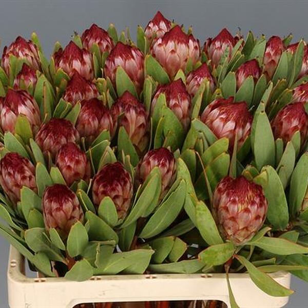 PROTEA ROBIJN 50CM