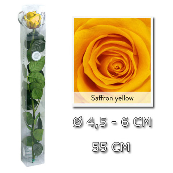 ROSA PRESERVADA STANDART 55CM DAFFODIL YELLOW