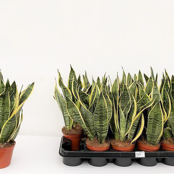 PL. SANSIVIERA T12CM 40CM