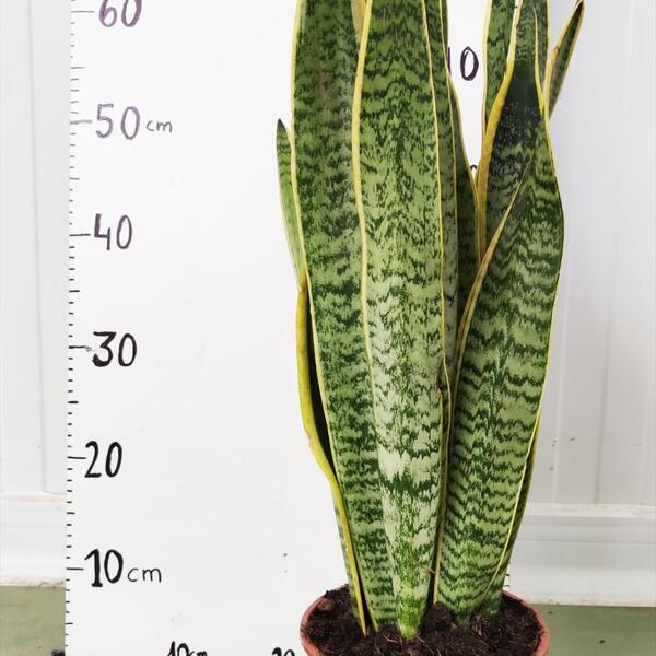 PL. SANSIVIERA T17CM 60CM