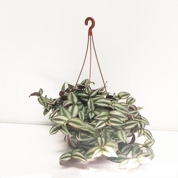 PL. TRADESCANTIA ZEBRINA T17CM PENJADOR
