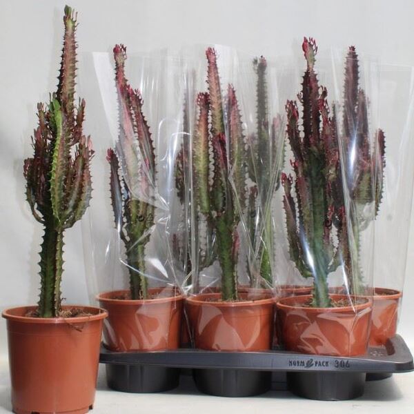 PL. EUPHORBIA TRIGONA RUBRA 17CM 75CM