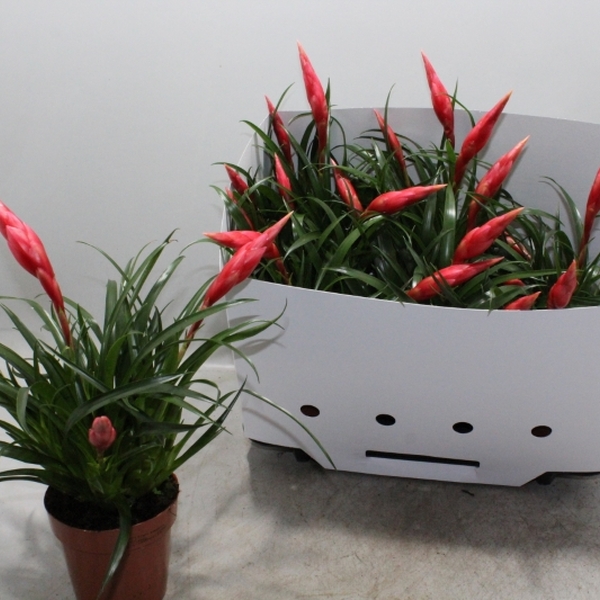 PLANTA VRIESIA ASTRID T12CM 40CM  4/6 plumes