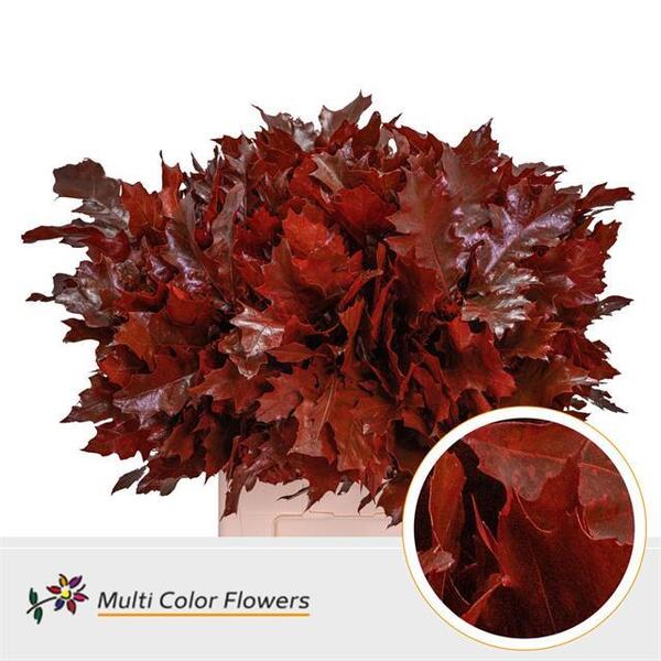 QUERCUS PINTAT VERMELL 60CM