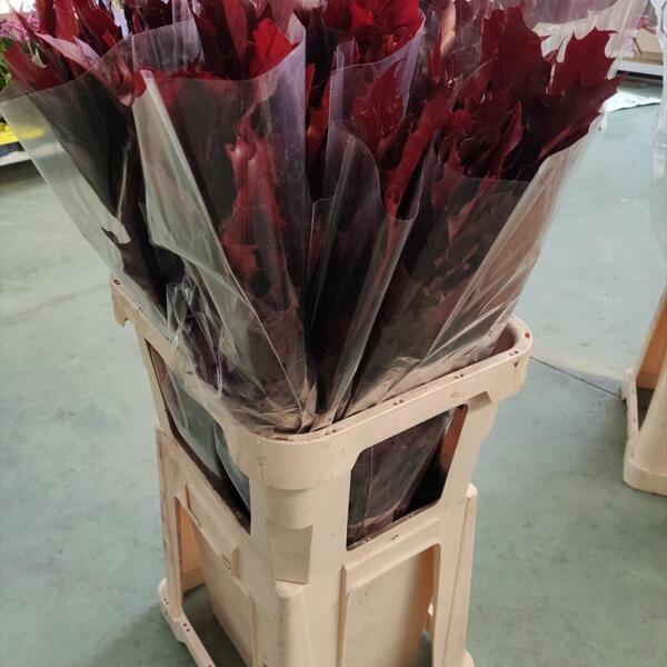 QUERCUS PRESERVAT BORDEAUX
