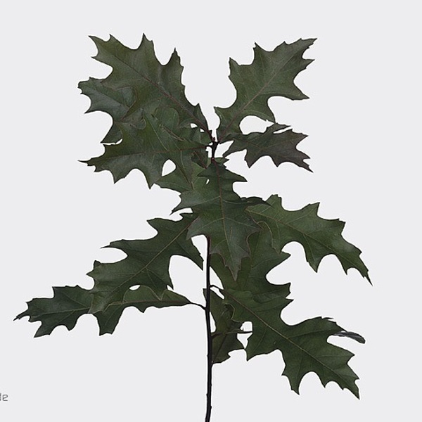 QUERCUS PALUSTRIS 60CM