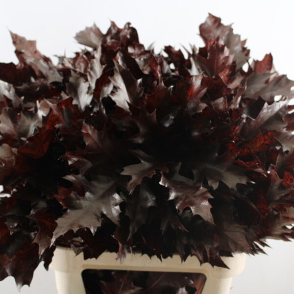 QUERCUS PINTAT BORDEAUX