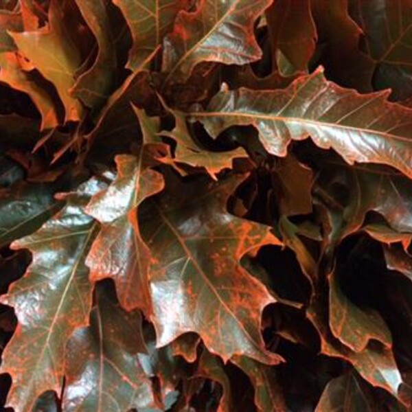 QUERCUS PINTAT TARONJA