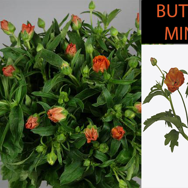 RANUNCULUS BUTTERFLY MINOAN