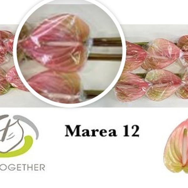 ANTHURIUM MAREA IMP. X12