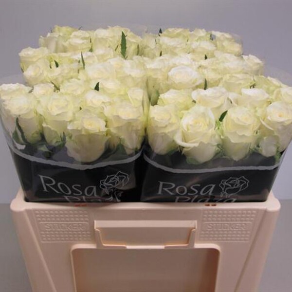 ROSA ALPE D'HUEZ 50CM