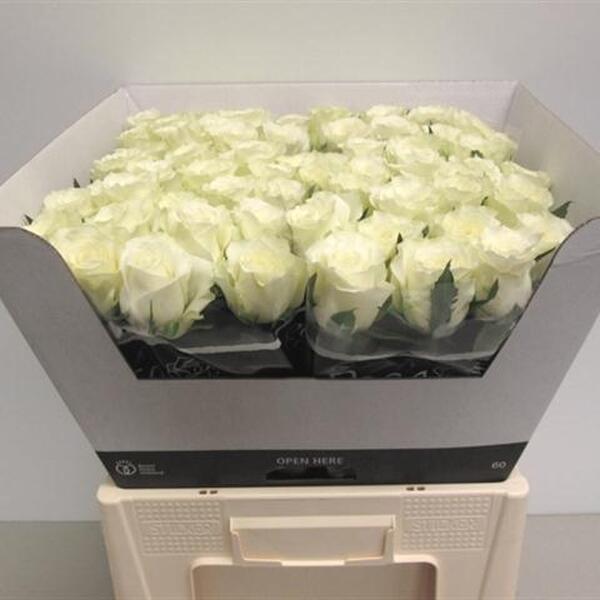 ROSA ALPE D'HUEZ 60CM