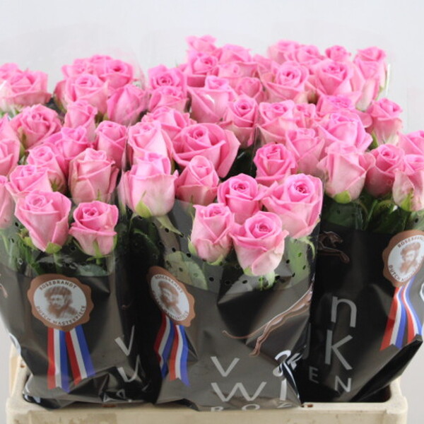 ROSA AQUA 60CM