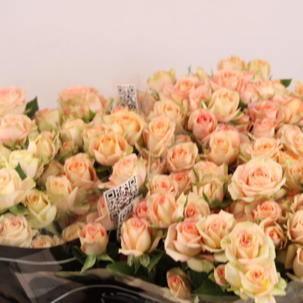 ROSA RAMIFICADA *AZORE* 50CM