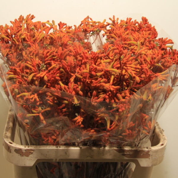 ANIGOZANTHOS TARONJA 80CM