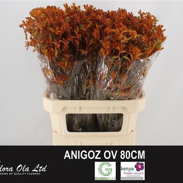 ANIGOZANTHOS ORANGE 80CM