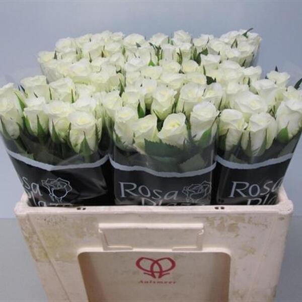 ROSA BLANC AKITO 40CM