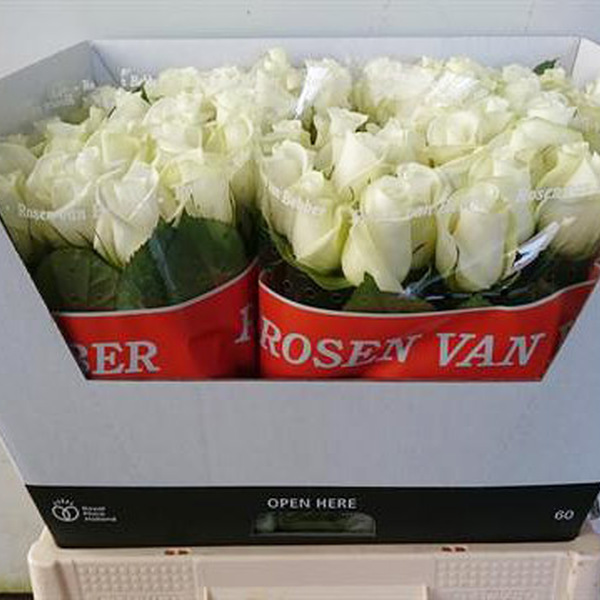 ROSA BLANC AKITO 50CM
