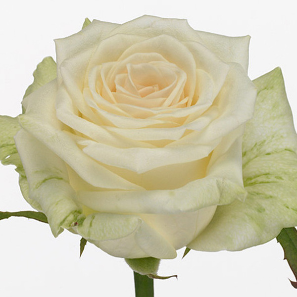 ROSA BLANC DOLOMITI 70CM