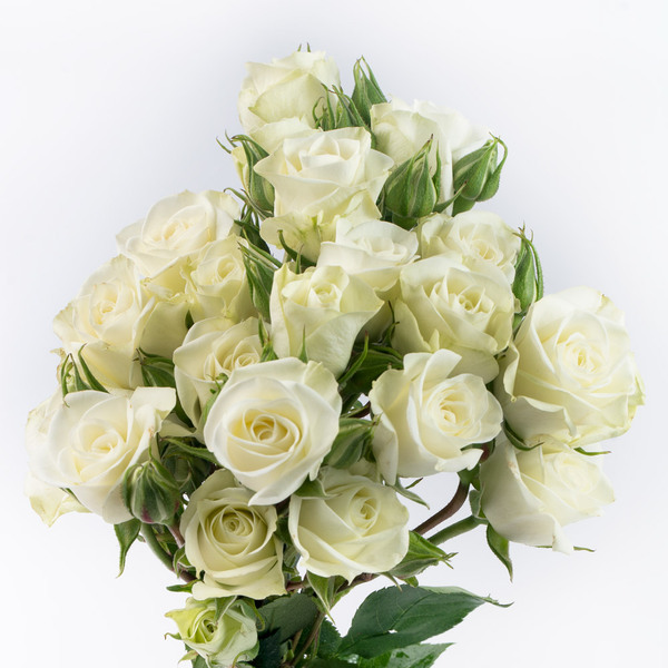 ROSA RAMIFICADA *FLOREANA* 60CM