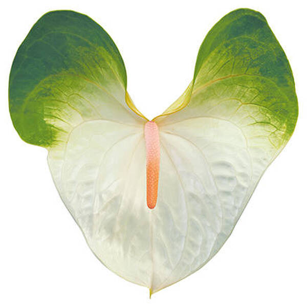 ANTHURIUM DENALI X 10