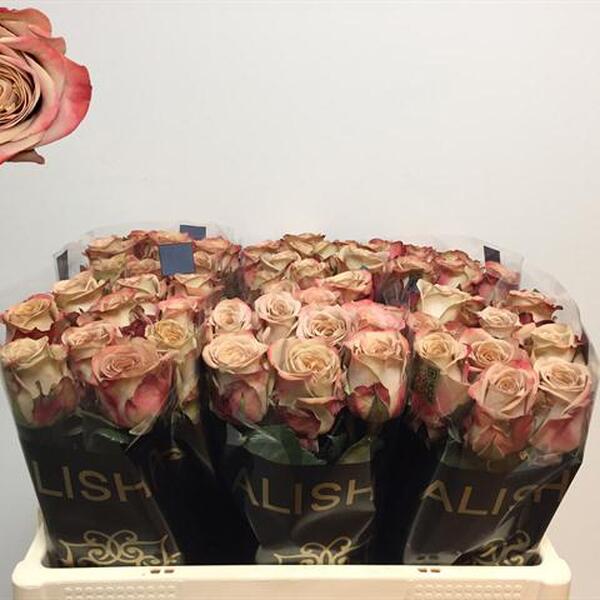 ROSA *CAPPUCCINO* 40CM