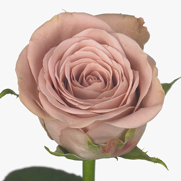 ROSA *CAPPUCCINO* 50CM