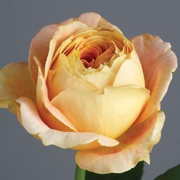 ROSA *CARAMEL ANTIKE*