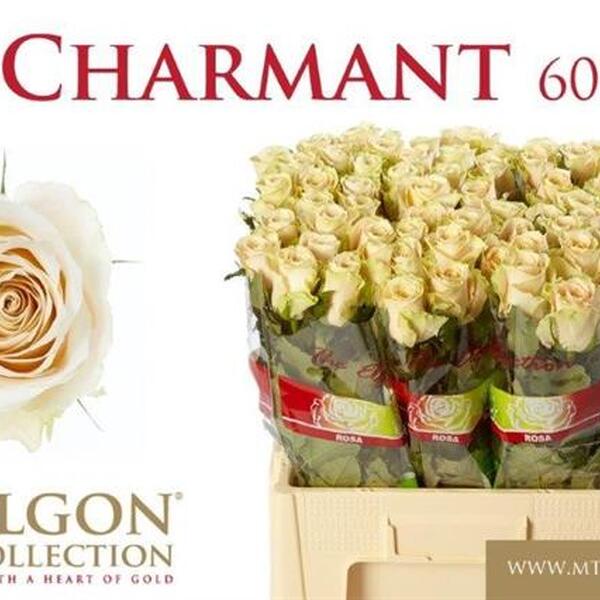 ROSA CHARMANT 60CM