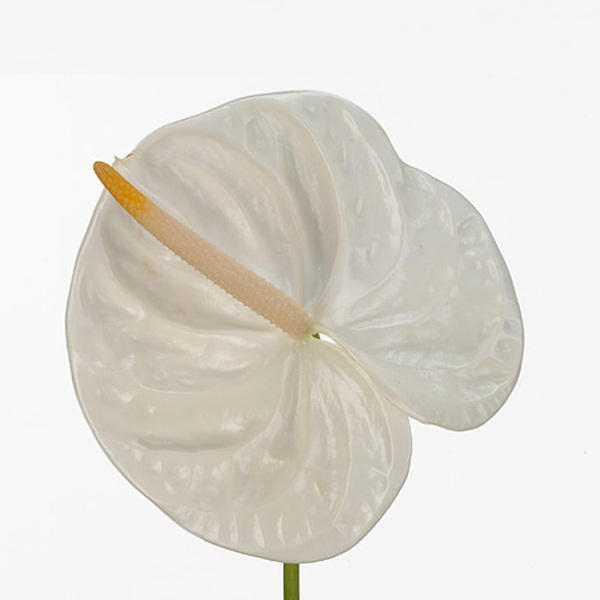 ANTHURIUM BLANC ACROPOLIS