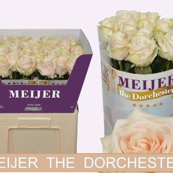 ROSA *DORCHESTER+* 60CM